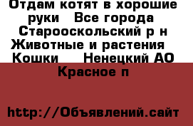 Отдам котят в хорошие руки - Все города, Старооскольский р-н Животные и растения » Кошки   . Ненецкий АО,Красное п.